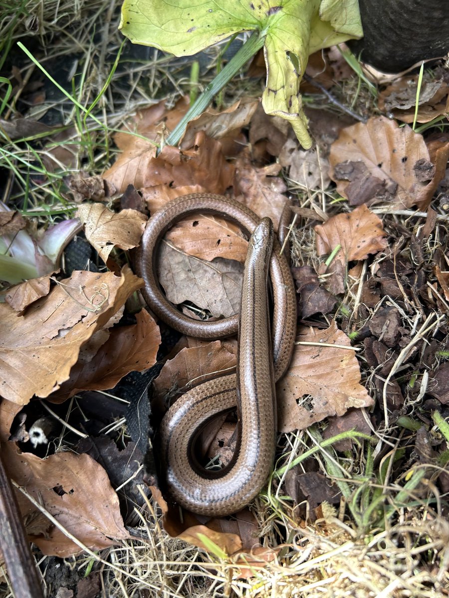 graysing's tweet photo. @Savannah_0611 Brown with a small visitor…🤎
#slowworm #Heathfield #Sussex https://t.co/G3jH5XNtwQ