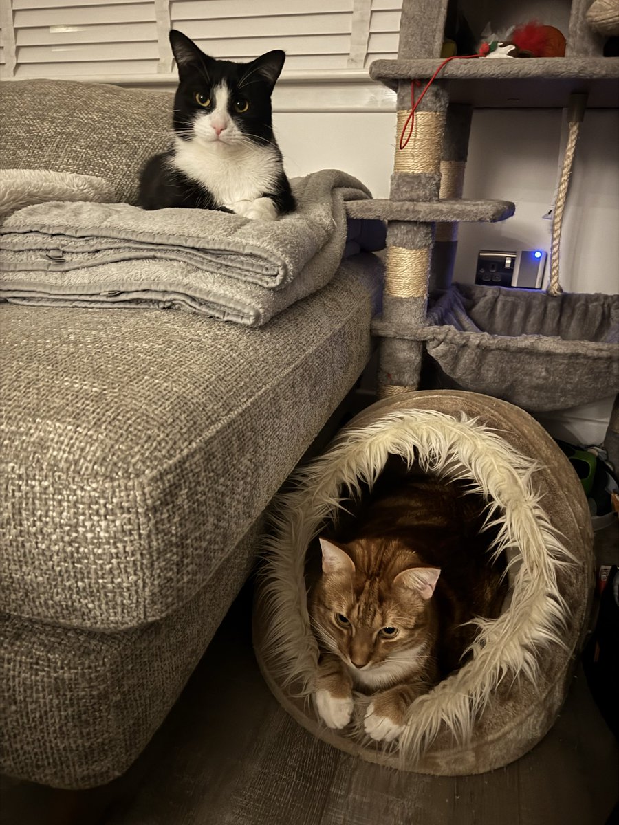 Fred The Cat tweet media