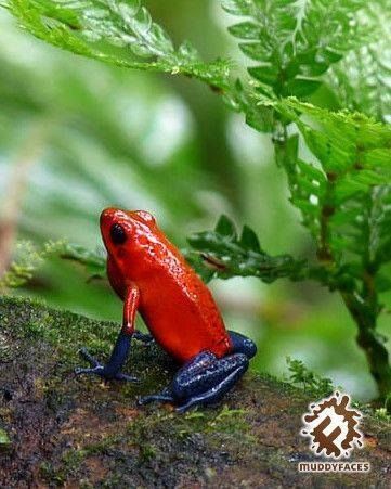 Muddy Faces tweet media