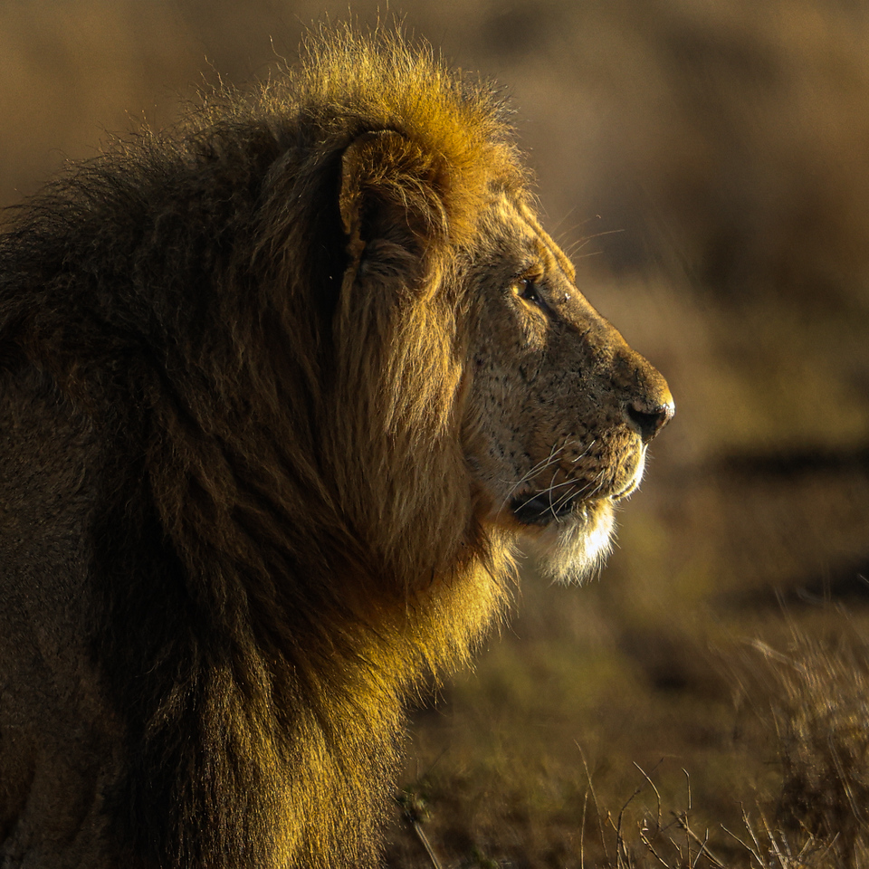 Lewa Wildlife Conservancy tweet media