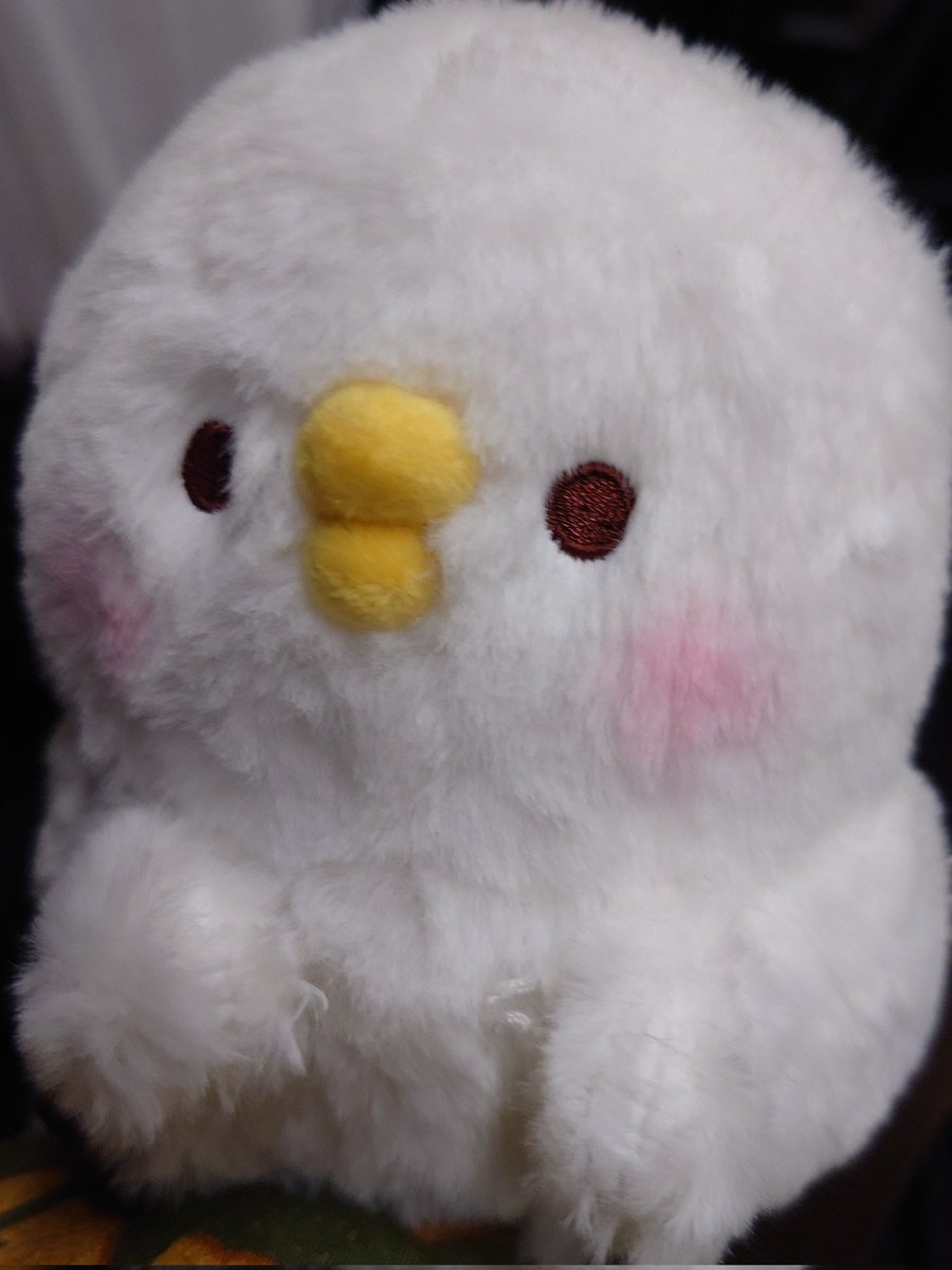 大阪珍道中(←)、めちゃくちゃ楽しかった！
ピンハのお店では何もお迎えしなかったんですが、梅田のキデイランドでお迎えしました。
名前はつくねです。口癖は「やめてもろていいですか？！？！？！？！」