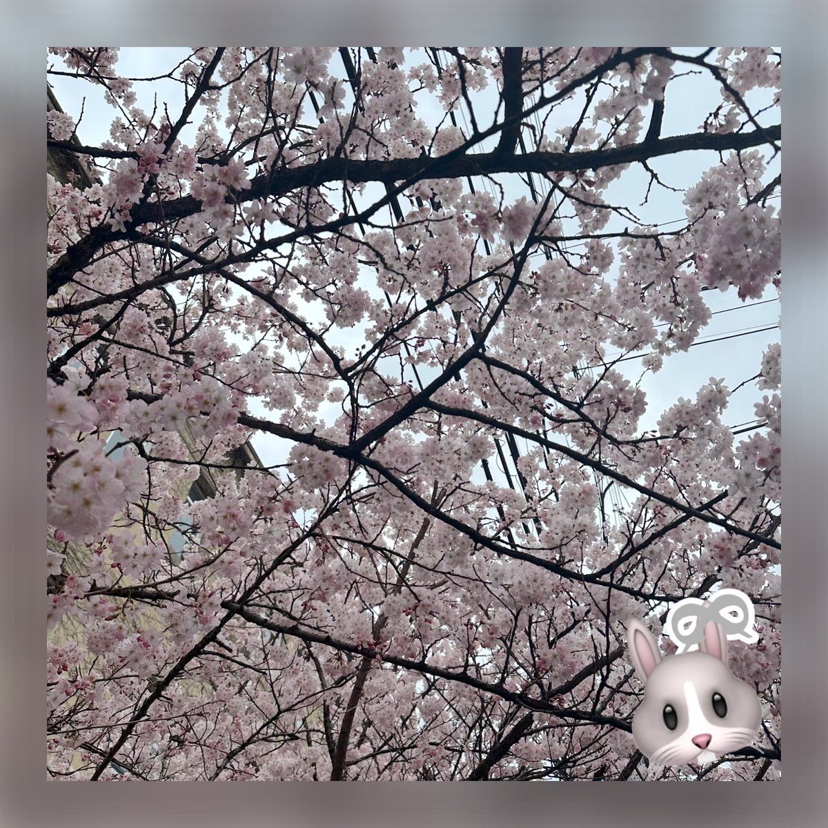Mi🐰ྀི🤍 tweet media