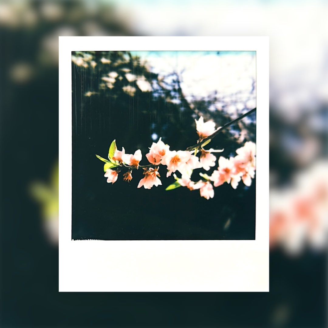 みぞれのオーボエ tweet media