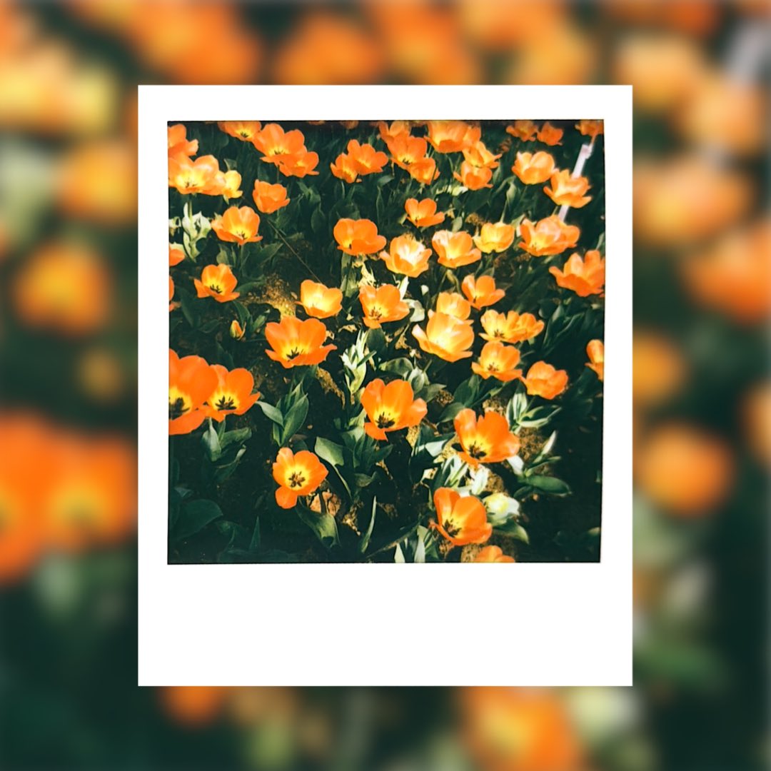 みぞれのオーボエ tweet media