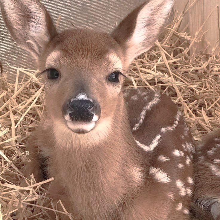 ˚ʚ♡ɞ˚ tweet media