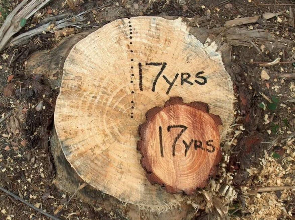 Orman Genel Müdürlüğü tweet media