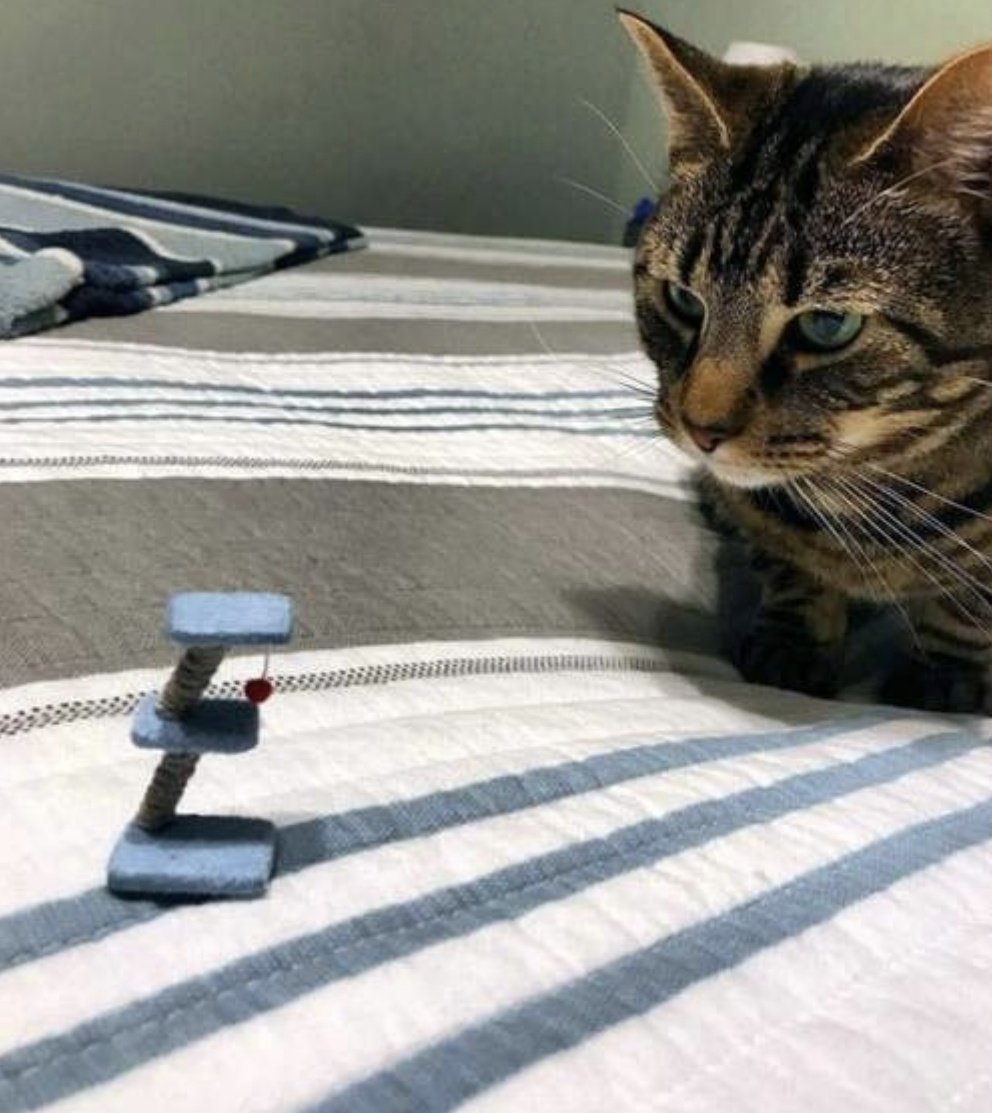 테무가 테무했다
캣타워를 샀는데 이게 왔다🤣🤣