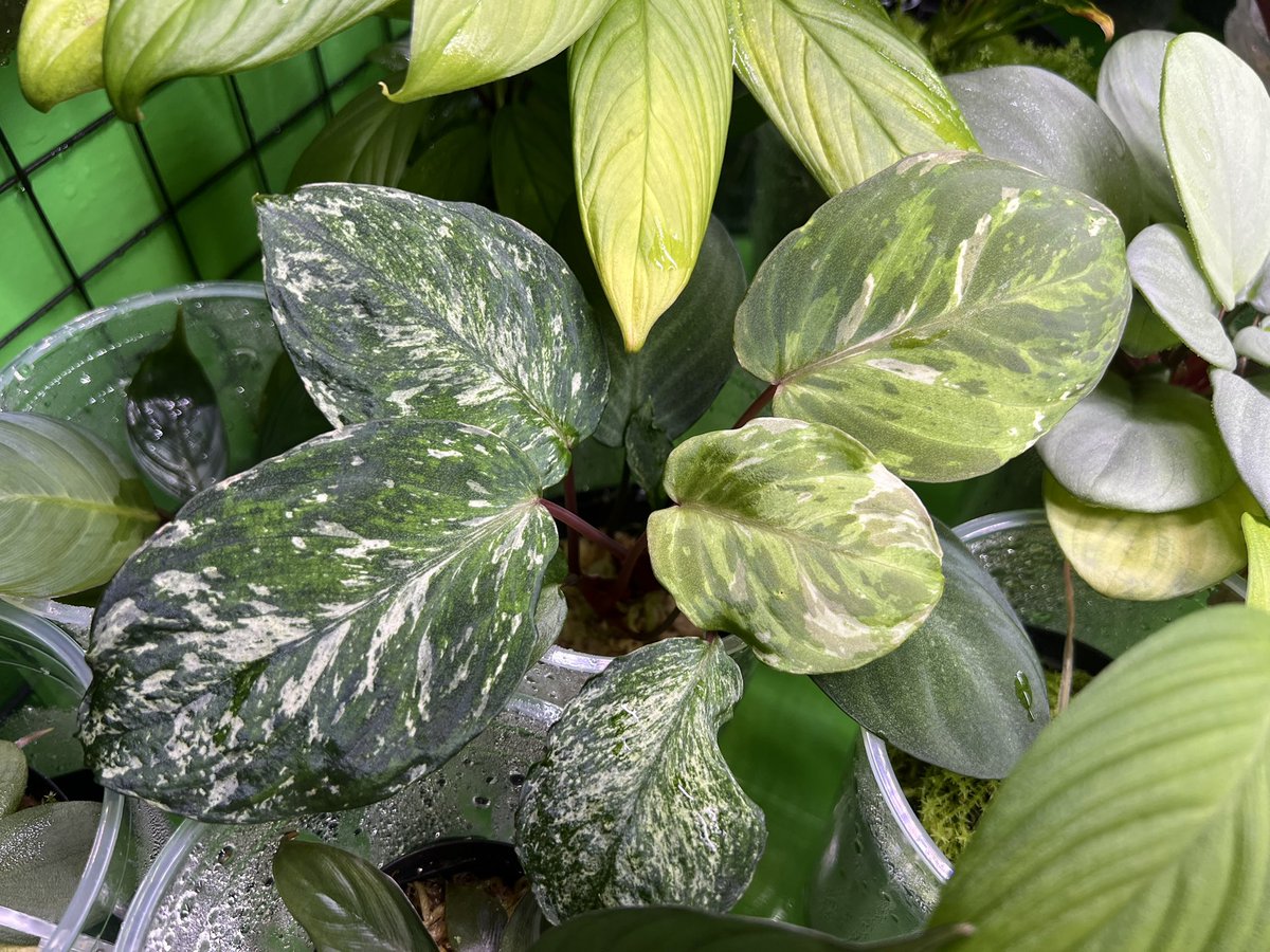 Kazuto☆大٩(ˊᗜˋ*)و阪☆ tweet media