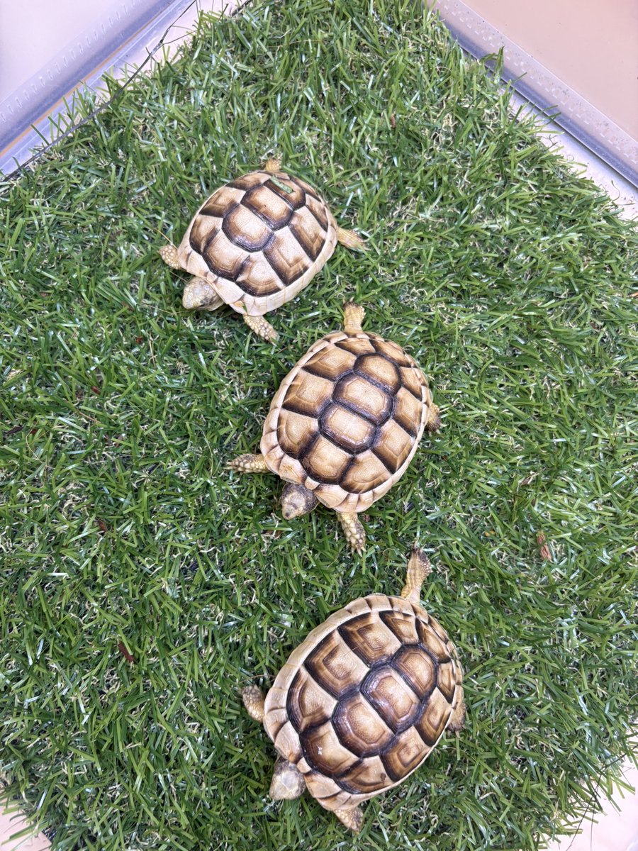 zoosquare's tweet photo. #ヒガシヘルマンリクガメ 
少し育ったサイズ入荷！
初めての方でもお迎えしやすいです！
 #マルギナータリクガメ 
白色の強い子を3匹セレクト！

 #ズースクエア藤枝  #静岡  #爬虫類 https://t.co/XE8oNRvw46