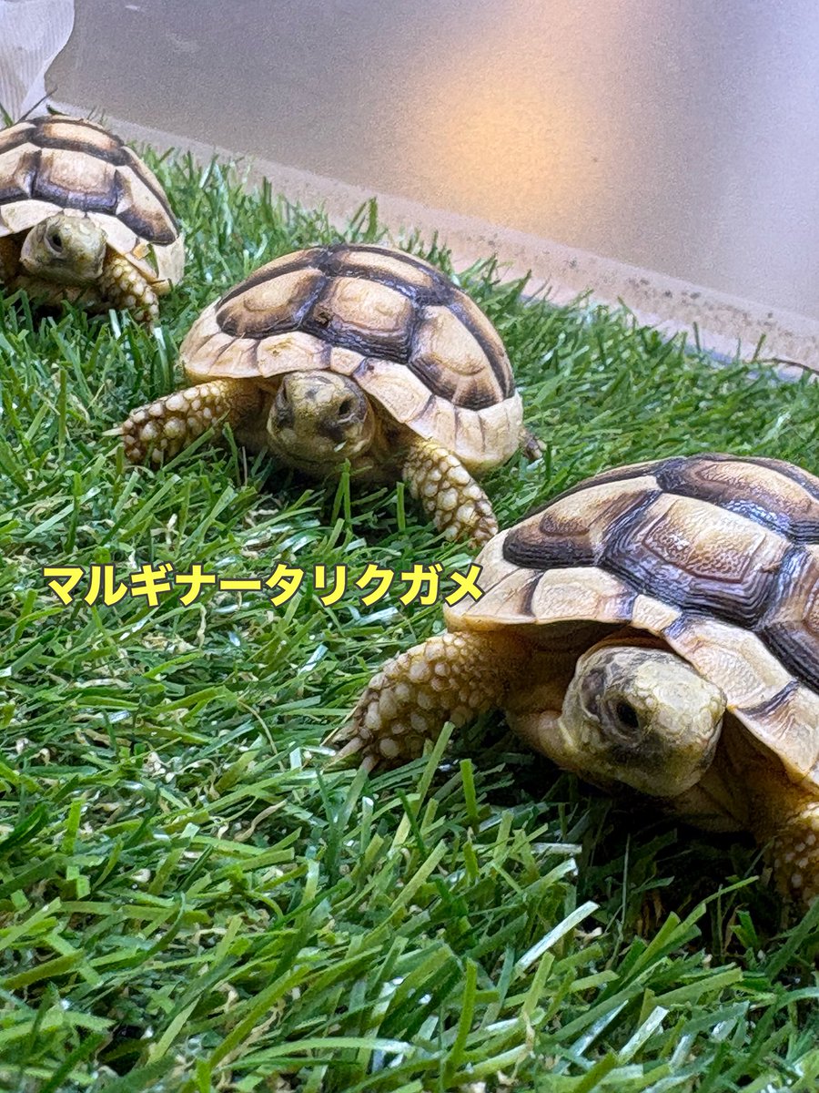 zoosquare's tweet photo. #ヒガシヘルマンリクガメ 
少し育ったサイズ入荷！
初めての方でもお迎えしやすいです！
 #マルギナータリクガメ 
白色の強い子を3匹セレクト！

 #ズースクエア藤枝  #静岡  #爬虫類 https://t.co/XE8oNRvw46