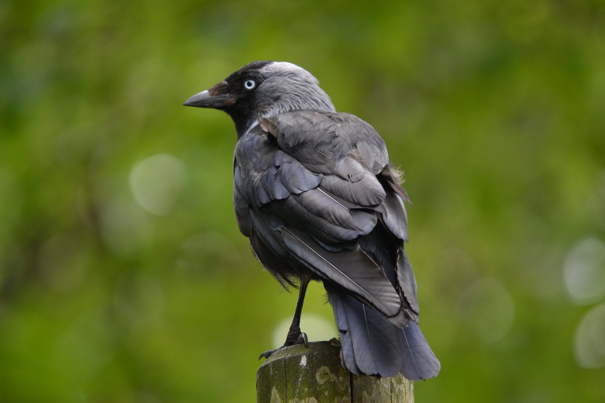 NorthAges's tweet photo. Cavil, East Yorkshire. Cafeld 959, Cheuede 1086. ‘Open land frequented by jackdaws’. Old English *cā + feld. Source: Oxford Dictionary of British #PlaceNames. 📸Stuutje1979 https://t.co/QvLJniyeLy