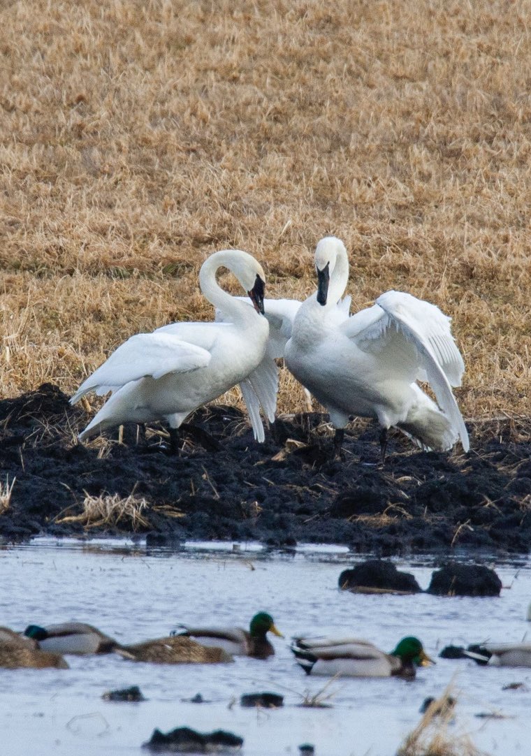 prairieguy2016's tweet image. Swan Saturday! A pair of Trumpeter Swans displaying some courtship behavior on a small Minnesota wetland. 
prairiewanderlust.etsy.com #photography #nature #birds #swans #northdakota #montana #minnesota #southdakota #iowa #prairie #spring