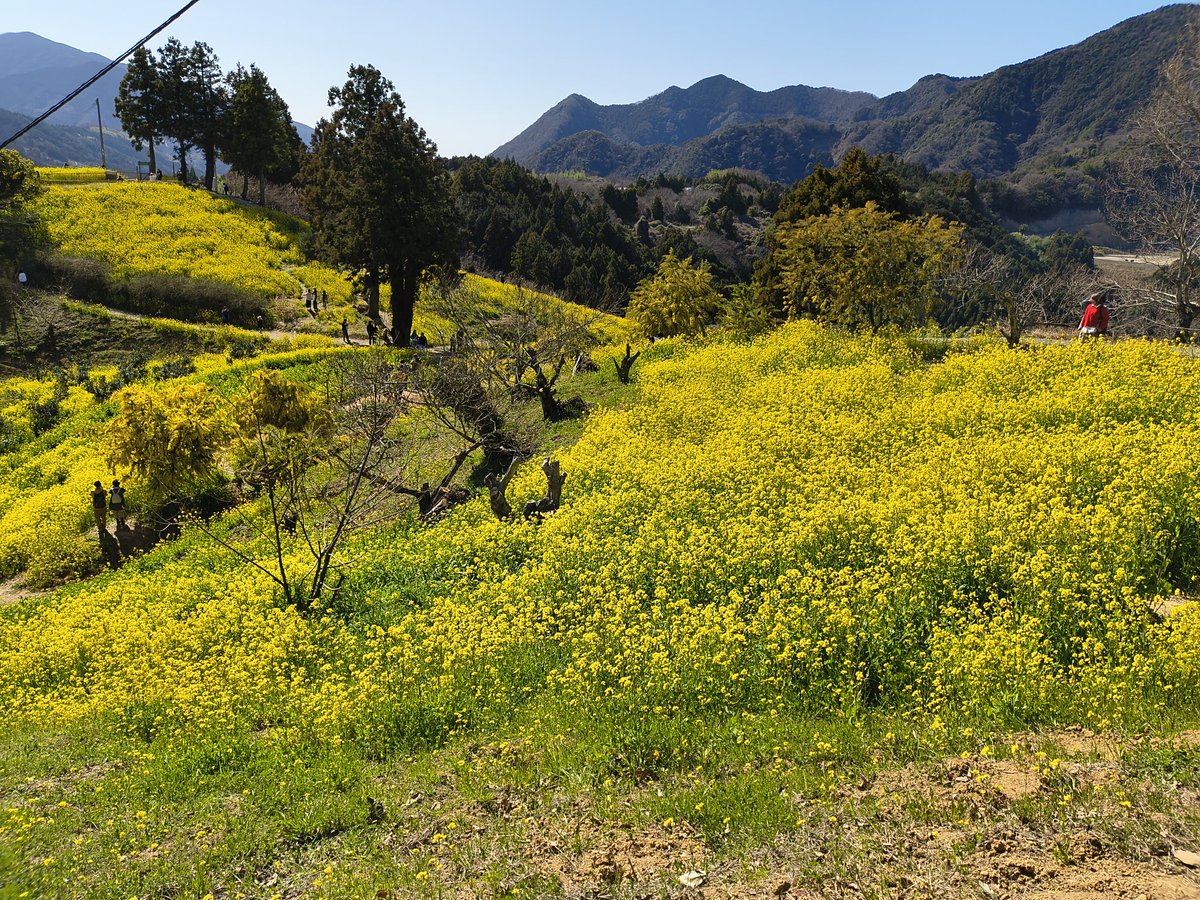 Dan(SARA) tweet media