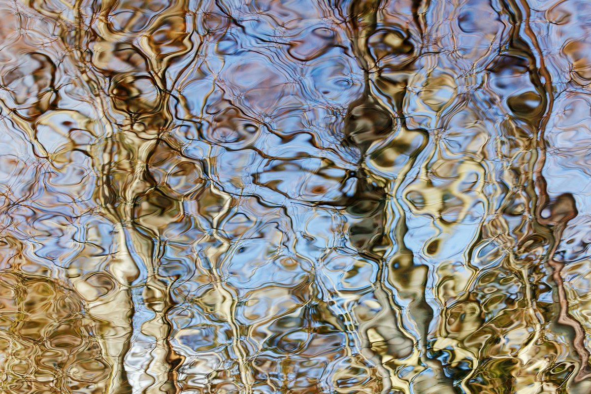 martas_'s tweet photo. Beech abstraction https://t.co/LpVvYnlNBb