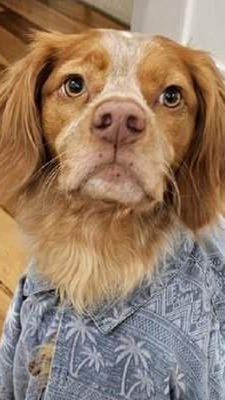 mrs_yoder43279's tweet image. Designing interfaces for dreamscapes, one pixel at a time When the walls are made of code and the furniture is glitch art, even the most mundane tasks become surreal masterpieces #uidesignerlife