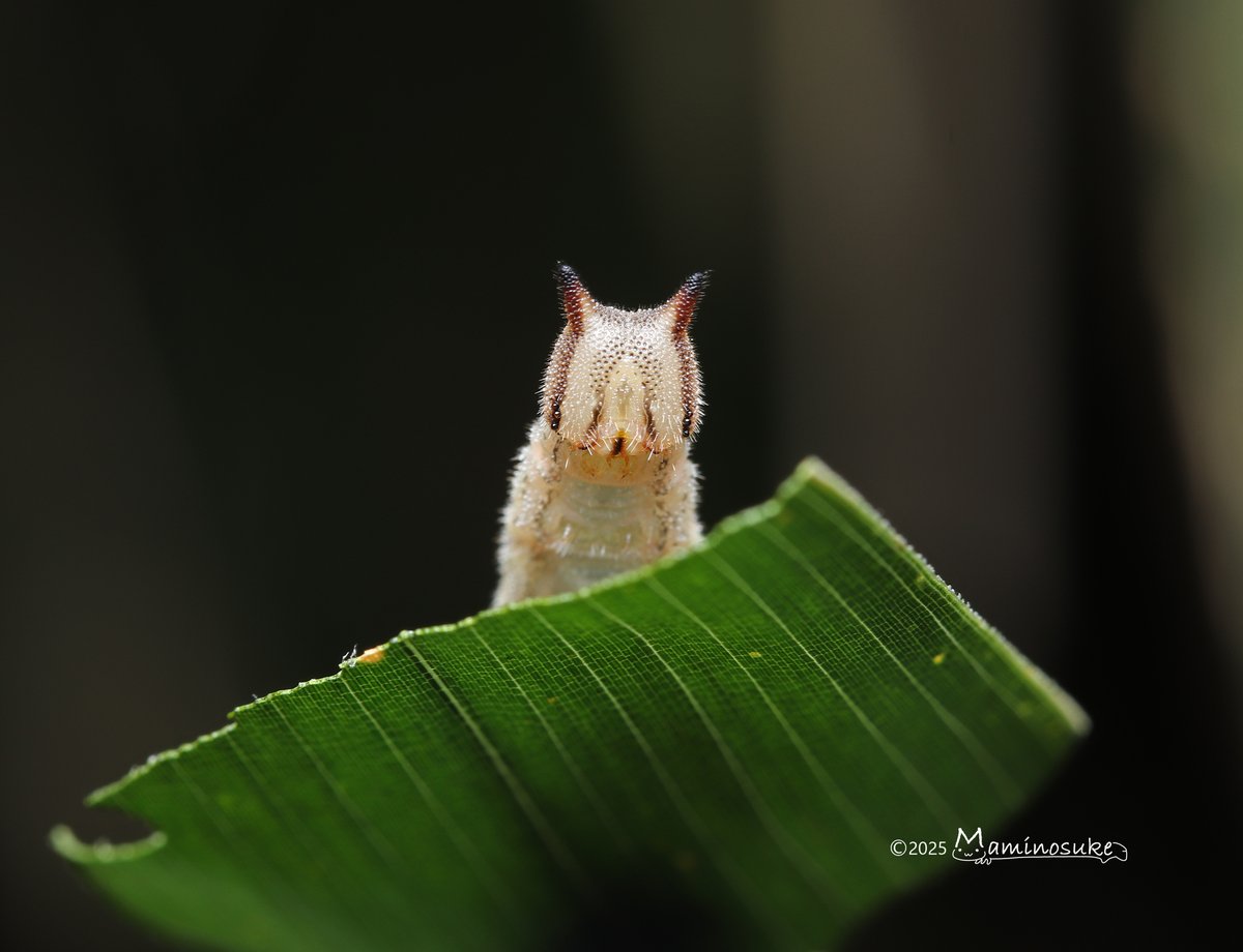 芋活.com【公式】 tweet media