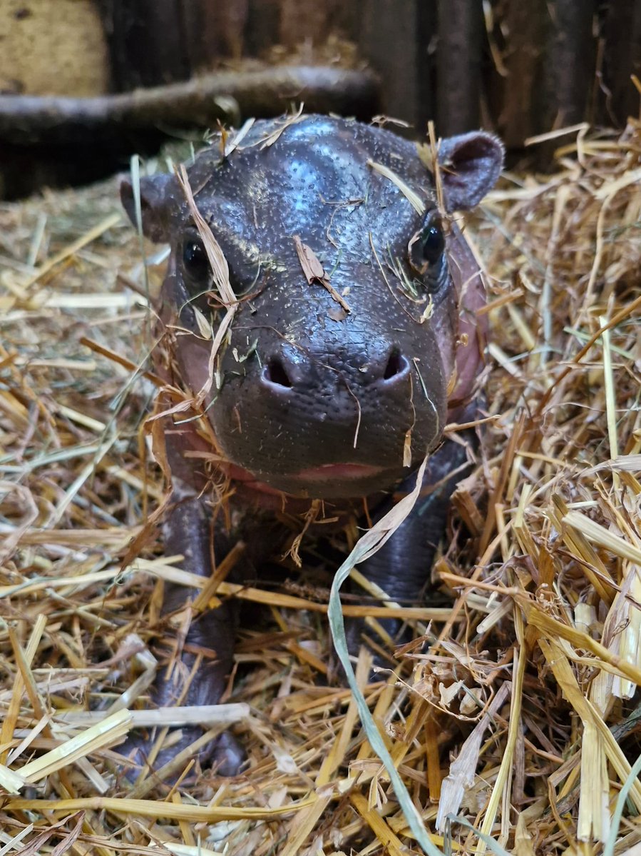 Miasto Gdańsk tweet media