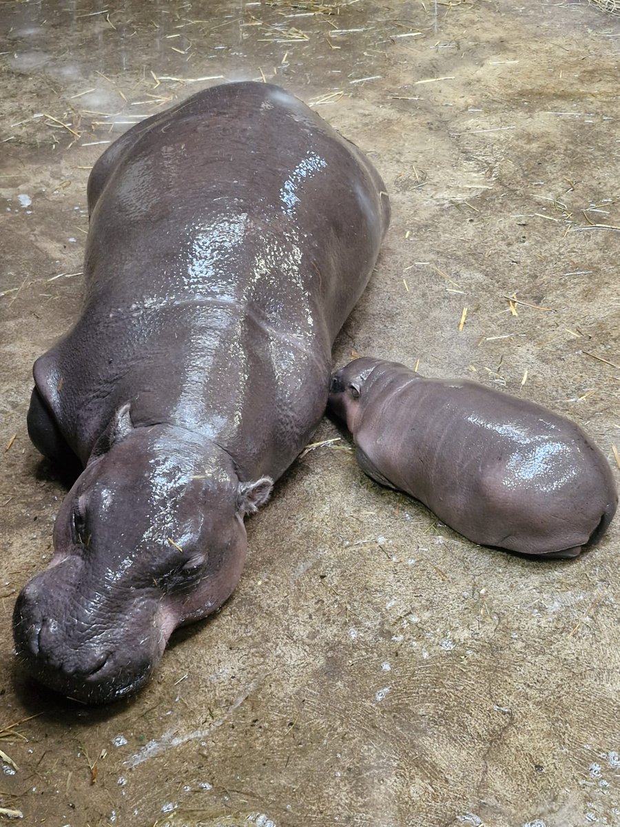 Miasto Gdańsk tweet media