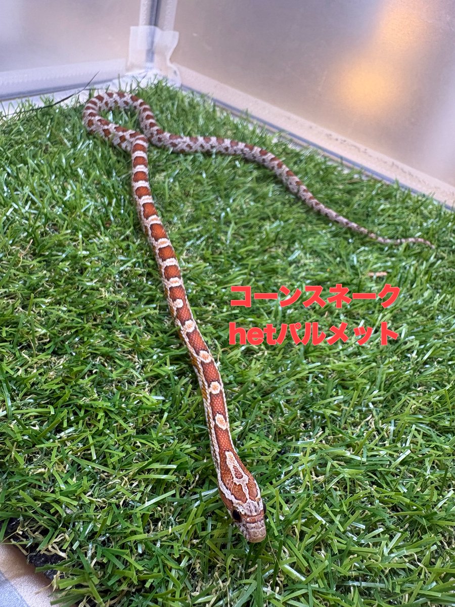 zoosquare's tweet photo. #コーンスネーク 
hetスケールレス
hetパルメット
サーモンスノー
クリームシクル
4モルフ入荷！
ベビーからすこーし育ったサイズ！
ピンマMあたり食べてます！

 #ズースクエア藤枝  #静岡  #爬虫類 https://t.co/4S52PztSUJ