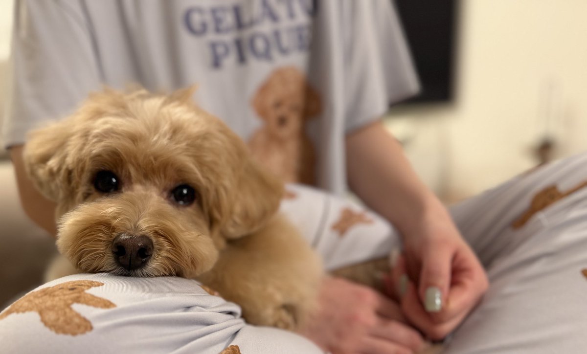 ふわふわマルプーのシフォン tweet media