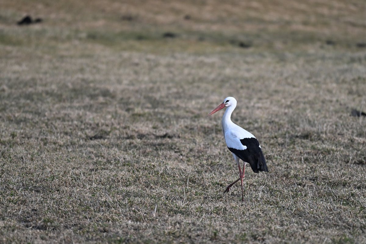 Oliwier Myka tweet media