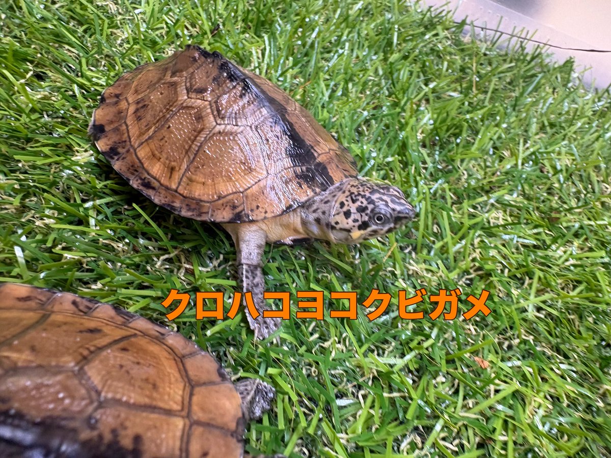 zoosquare's tweet photo. #クロハコヨコクビガメ 
頭の模様や甲羅の色合いが個人的に好きです！
巨頭化させたい種類です〜

 #ズースクエア藤枝  #静岡  #爬虫類 https://t.co/VAPNhbYtq9