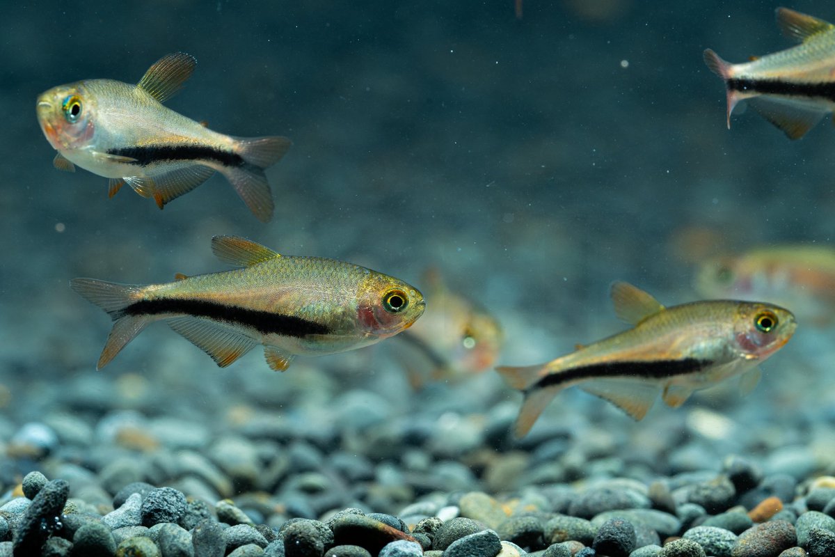 ぷりぷりしてる