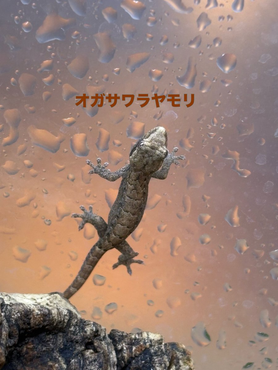 zoosquare's tweet photo. #オガサワラヤモリ 
メスは単為生殖できるとか、、、
すごーーーーーーーーーく小さいです！
5匹入荷！

 #ズースクエア藤枝  #静岡  #爬虫類 https://t.co/w4N6W4EawU
