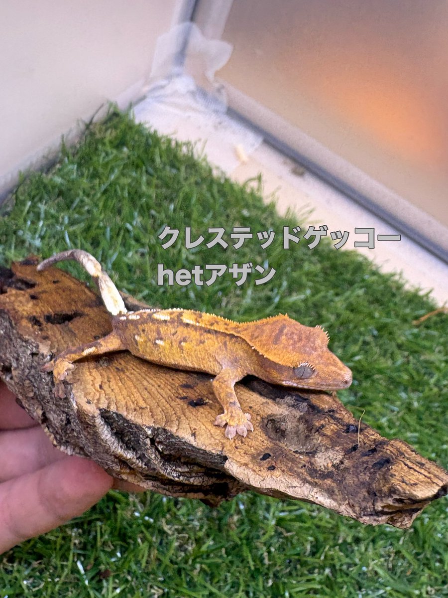 zoosquare's tweet photo. #クレステッドゲッコー 
hetアザン
カプチーノ
入荷！
目指せ��ザン！

 #ズースクエア藤枝  #静岡  #爬虫類 https://t.co/fx440cDhOZ
