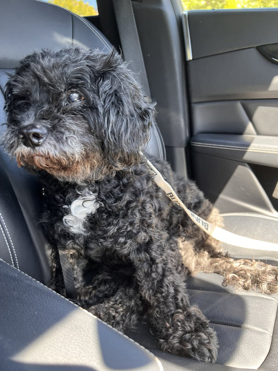 Goldie Huggy 🌈Amber, Pele tweet media