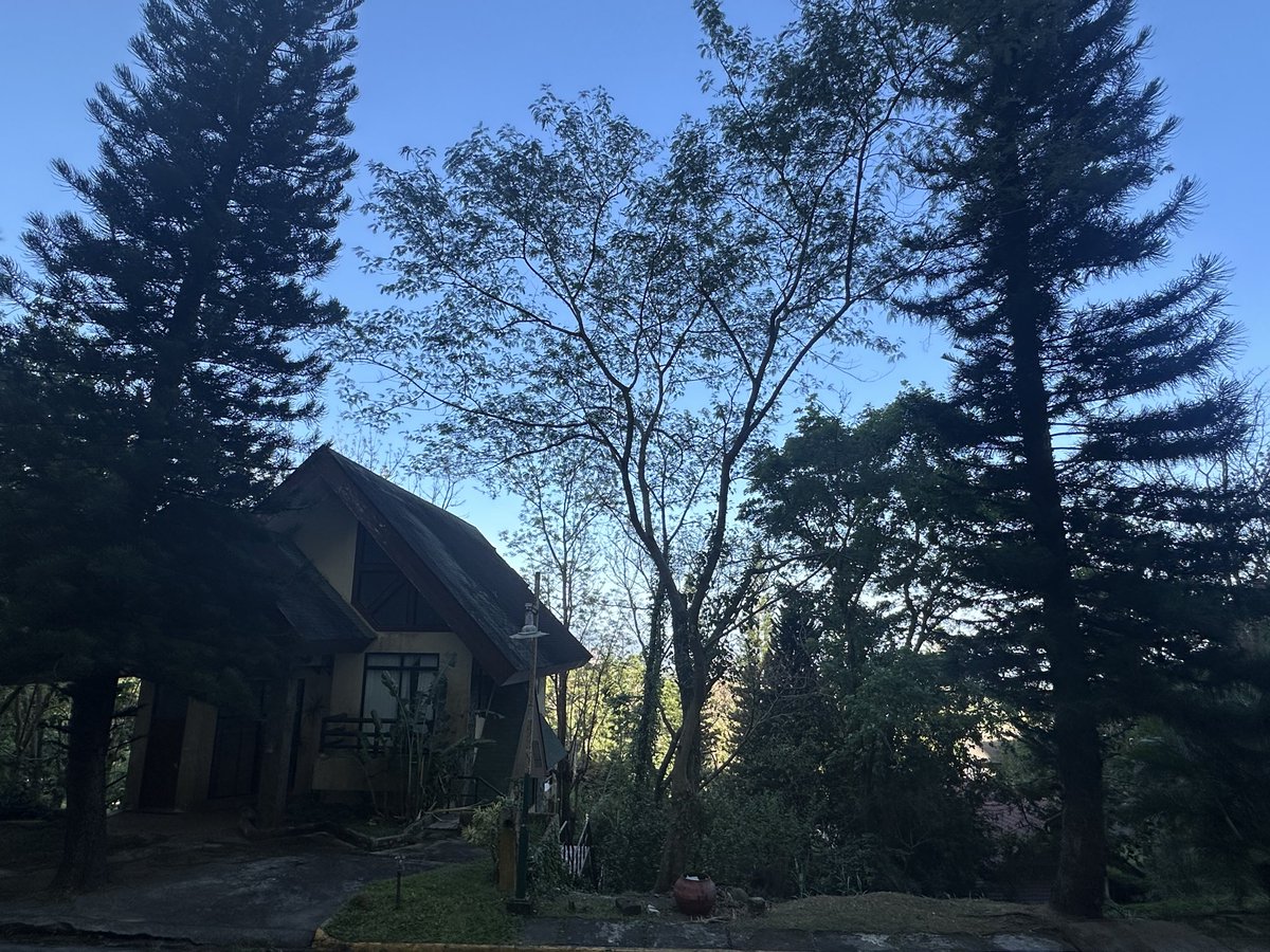 Avalanche 🗻 tweet media