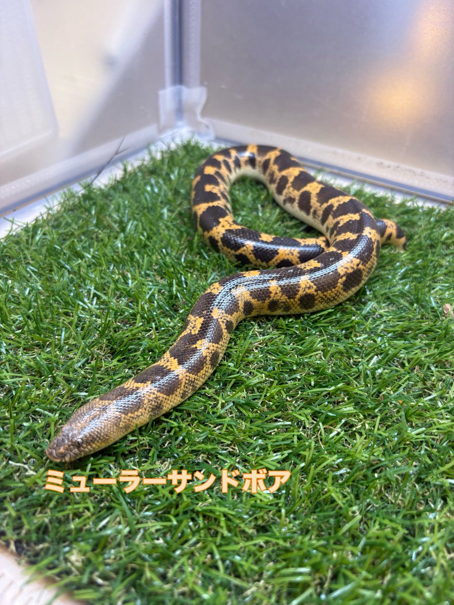 zoosquare's tweet photo. #ユンナンシュウダ
めっちゃ餌食いいいです！
撮影中はブチ切れでした！
 #ミューラーサンドボア
 可��らしい𝒇𝒂𝒄𝒆ですが、食べる時はものすっごく早いので、毎回毎回びっくりします。

 #ズースクエア藤枝  #静岡  #爬虫類 https://t.co/ptfDHOW8SY