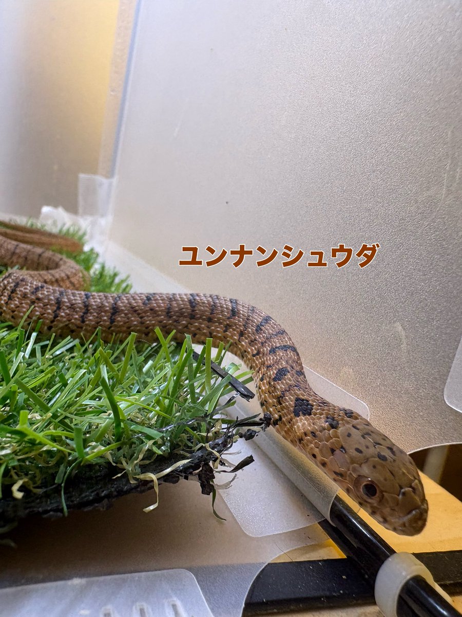 zoosquare's tweet photo. #ユンナンシュウダ
めっちゃ餌食いいいです！
撮影中はブチ切れでした！
 #ミューラーサンドボア
 可��らしい𝒇𝒂𝒄𝒆ですが、食べる時はものすっごく早いので、毎回毎回びっくりします。

 #ズースクエア藤枝  #静岡  #爬虫類 https://t.co/ptfDHOW8SY