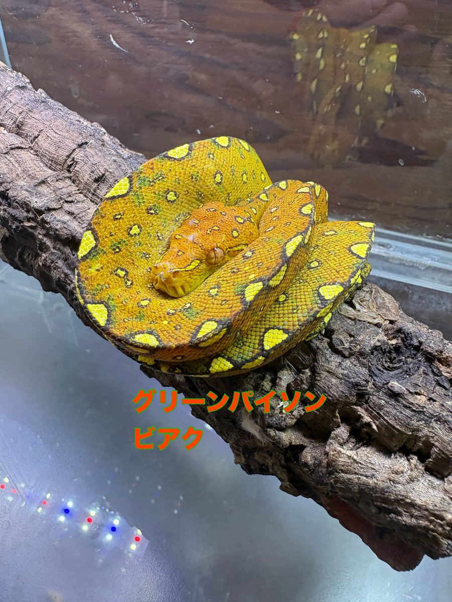 グリーンパイソン ビアク 色変わり中の個体です！ ここから変化を