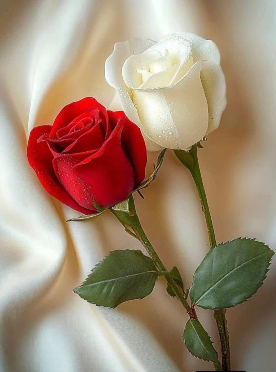 صادقون tweet media