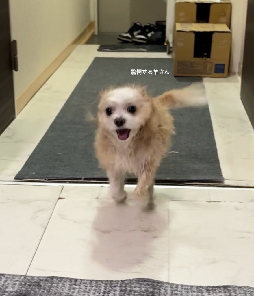 羊さんとトラさん tweet media