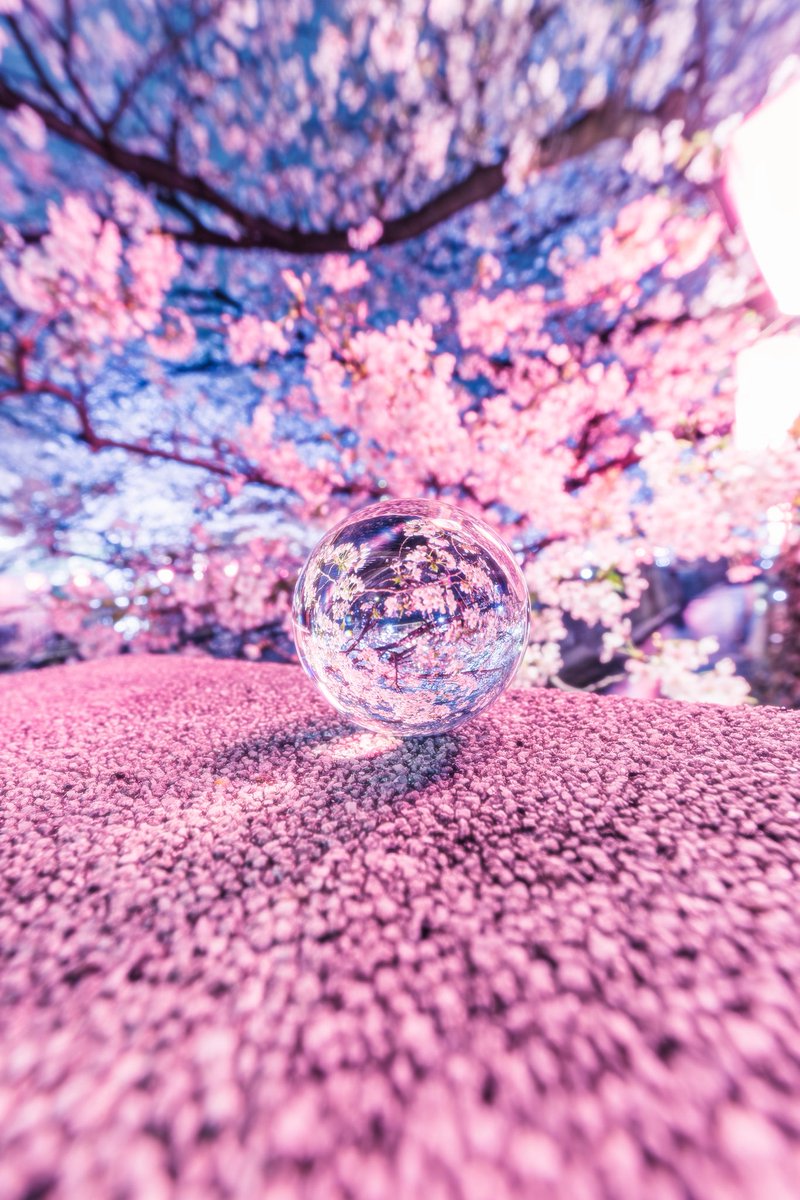kiki_aquamarine's tweet photo. 夜桜の水晶占 https://t.co/8YJgs9KSF6