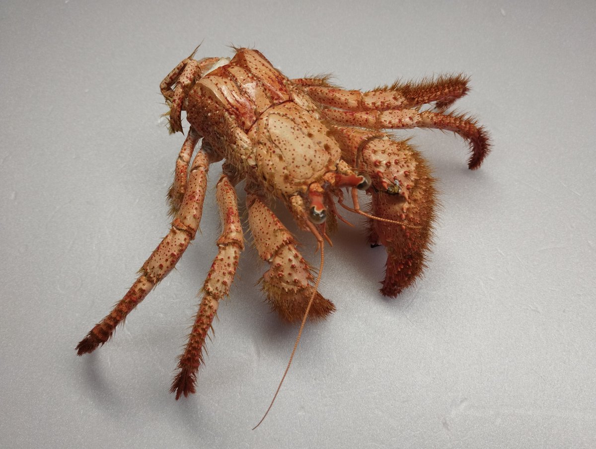 魚道部!/ 剥製師 力石眞弘 (チカライシ マサヒロ) tweet media