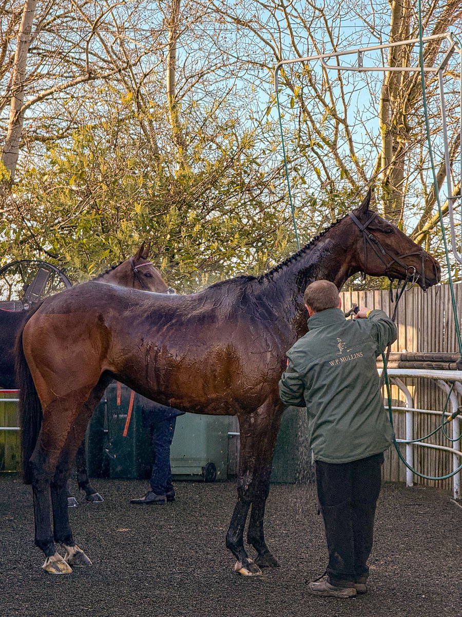 jpnorris's tweet photo. Gaelic Warrior having a wash down after the Gold Cup. https://t.co/uAF4c0OQAX