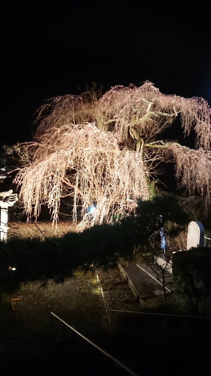hongyobo's tweet photo. 週末に向けてのライト位置の調整をしながら一人夜桜、愛でてます🌸
#ライトアップ https://t.co/VT5Vhp3e4x