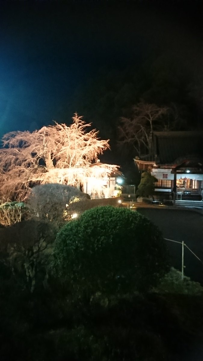 hongyobo's tweet photo. 週末に向けてのライト位置の調整をしながら一人夜桜、愛でてます🌸
#ライトアップ https://t.co/VT5Vhp3e4x