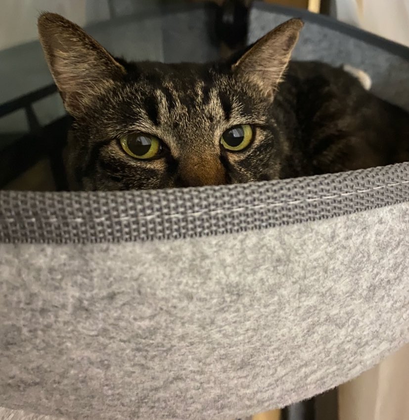 fpm6b's tweet photo. この窓ハンモック付けてから
ここがお気に入りスポットになったみたい🐈ずっと外見てる🐈

https://t.co/RPCuhKmqXD

#猫
#猫のいる暮らし
#猫好きさんと繋がりたい
#猫好き
#猫部
#cat
#保護猫 https://t.co/PF30gcit6U