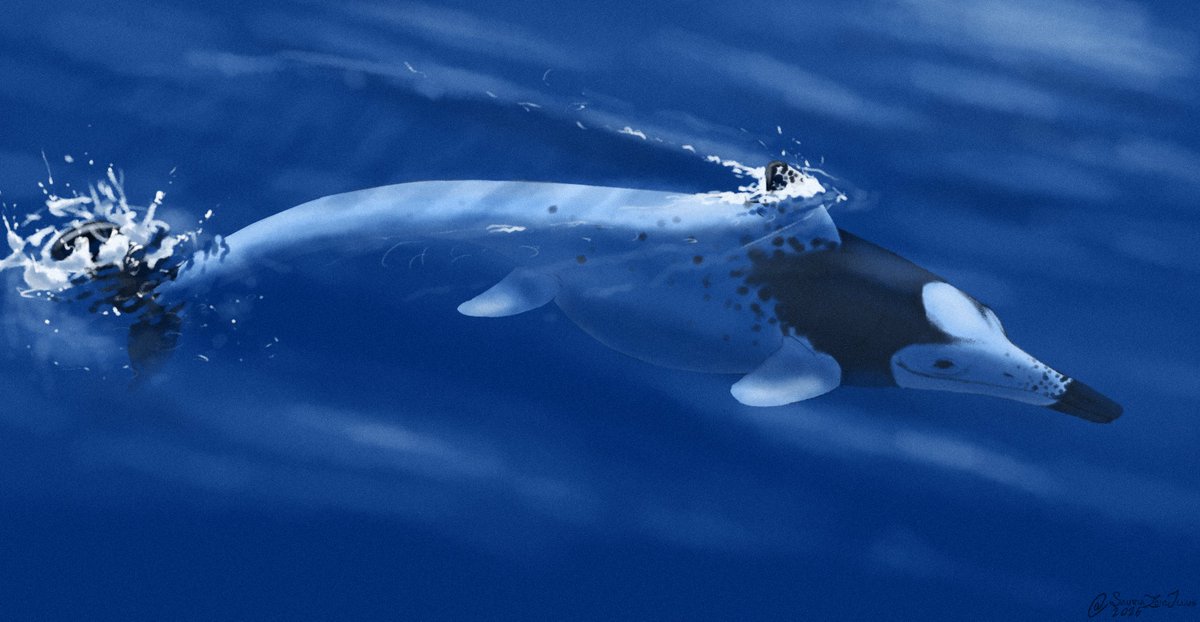 Petite Paleoartist | Sauriazoicillus 🍥 tweet media