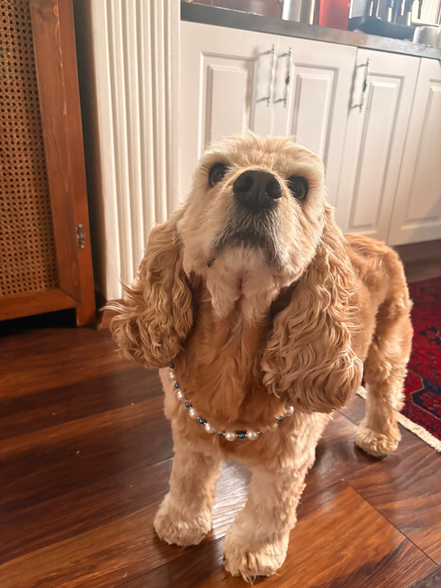 Bella tüm güzelliğiyle
İstanbul’da hala yuva arıyor
bulamadık şu çocuğa bir yuva