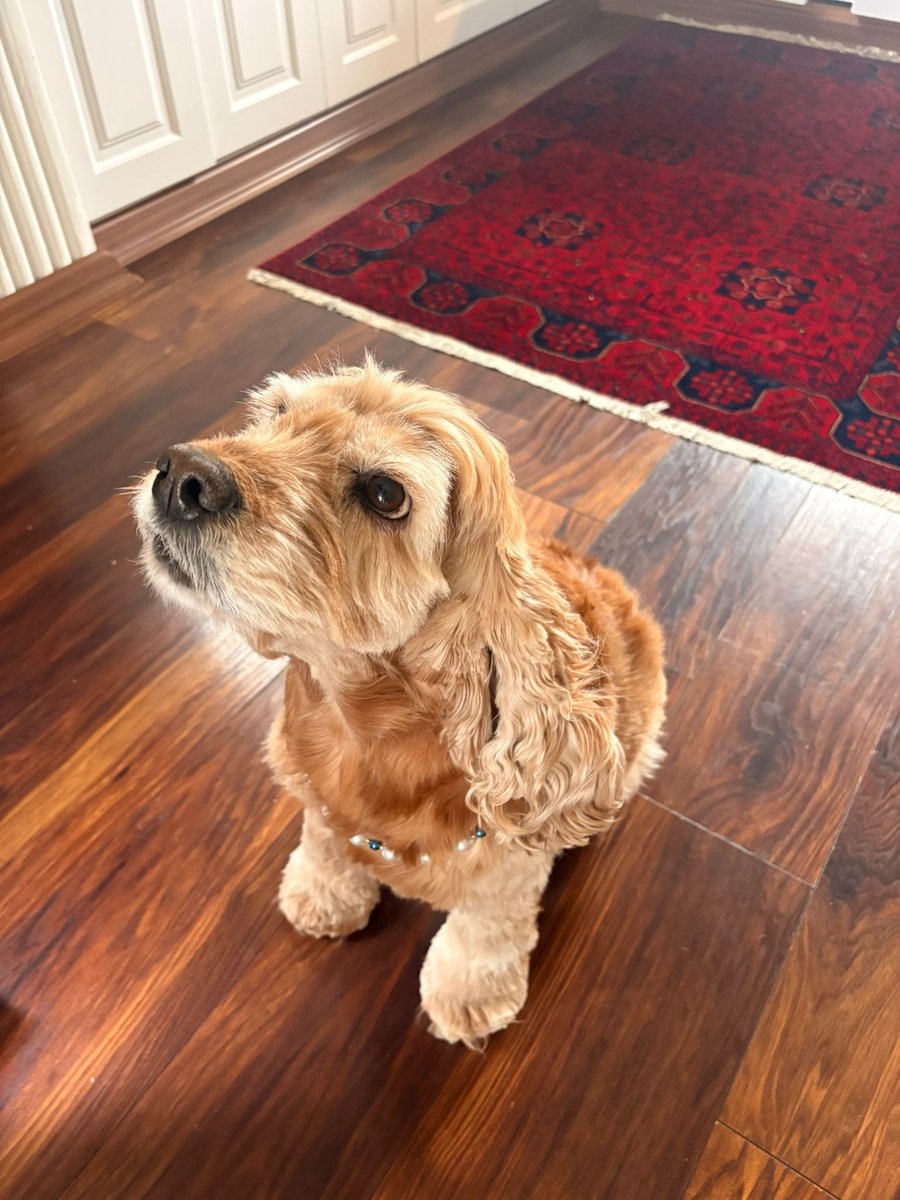 animallover tweet media