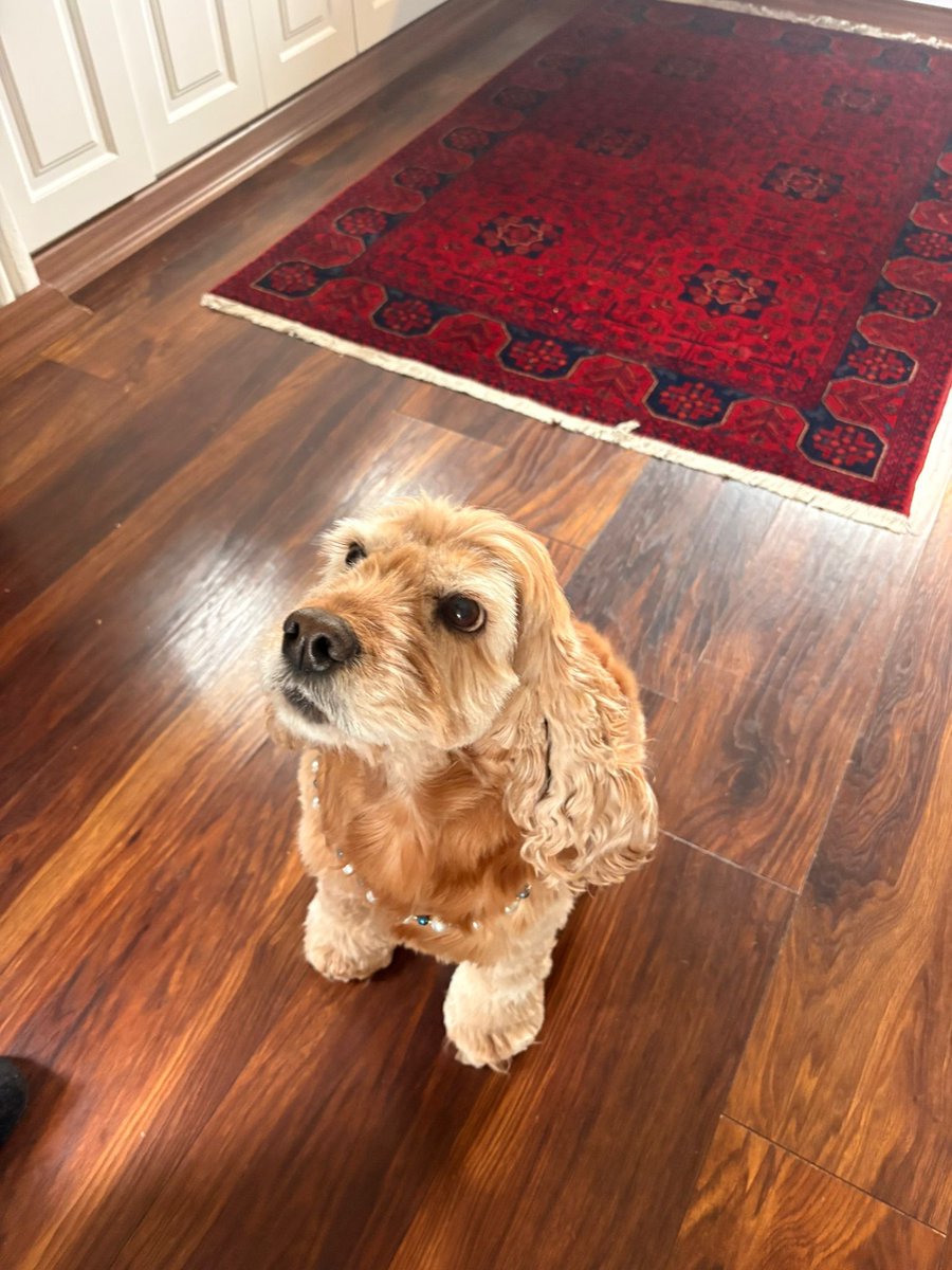 animallover tweet media