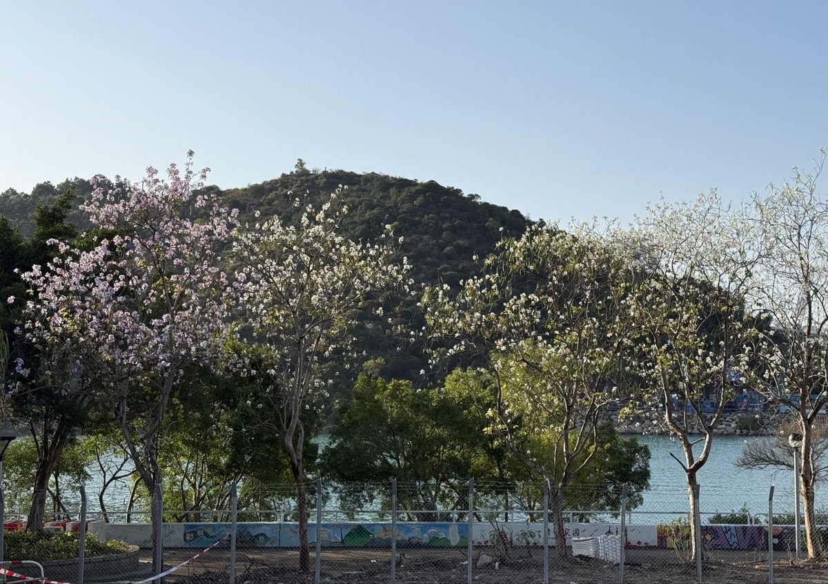 Andrew Higgins tweet media