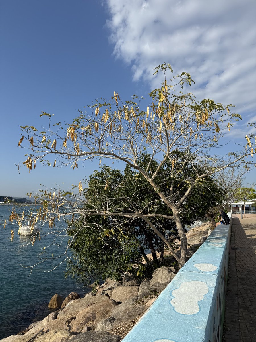 Andrew Higgins tweet media