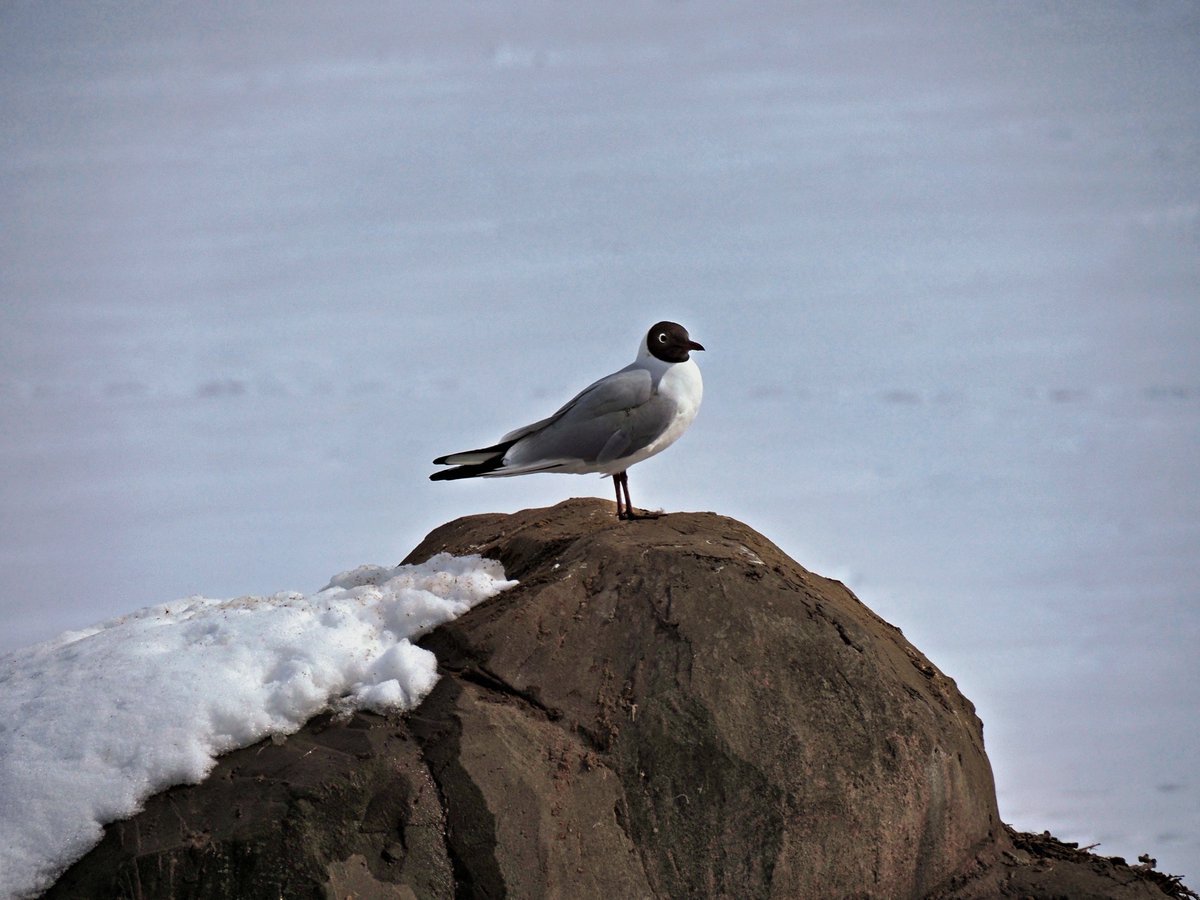 PEKHTography's tweet image. The ice erased everything — shoreline, horizon, direction. 🧊 
One warm body kept the whole frame from going blank. 
Stillness isn't empty. It's load-bearing. 🪨
#Solitude #WinterBirds #NaturePhotography #MainCharacterEnergy