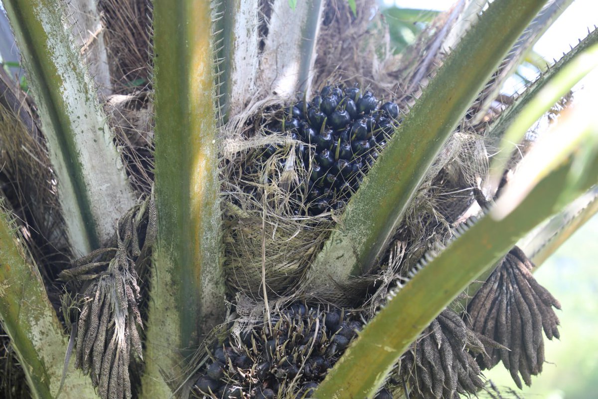 The Uhuru Institute tweet media